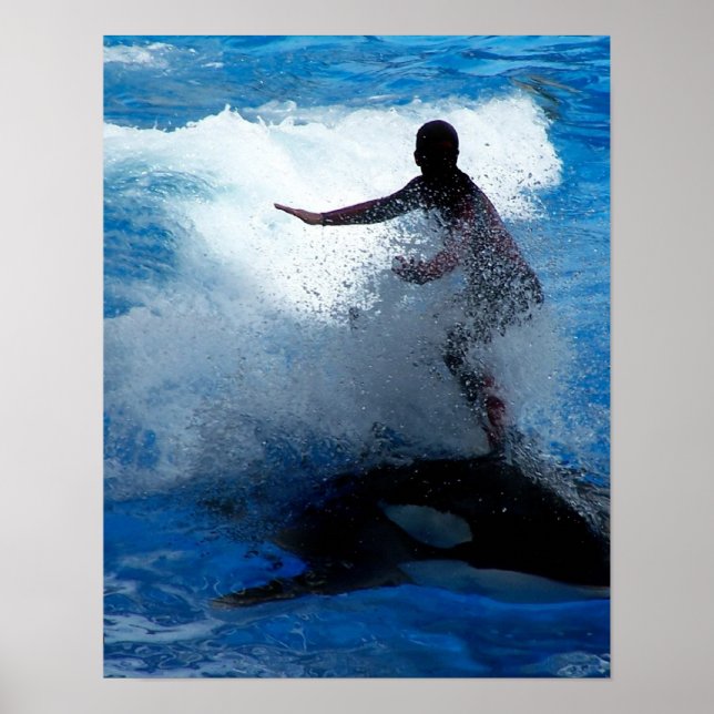 Poster Formador cavalgando uma fotografia orca de baleia  (Frente)