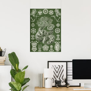 Poster Formas de Arte na Natureza - Ernst Haeckel