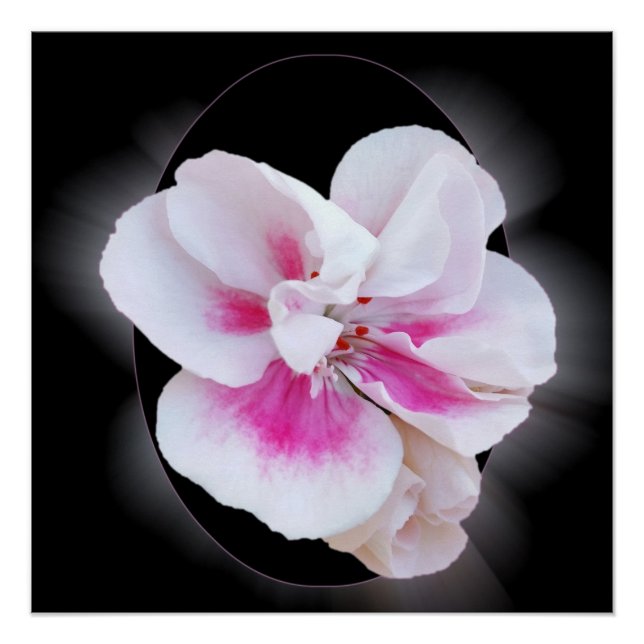 Pôster Formas Rosa (Frente)