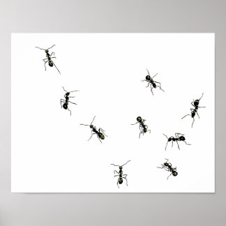 Pôster formigas marchantes.png