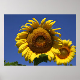 Pôster Fórmula Grecian