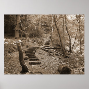Pôster Forrest pisa canvas do XL
