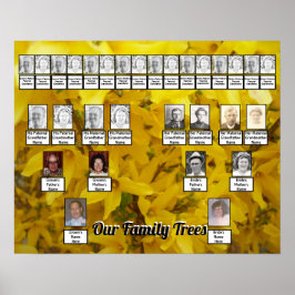 Poster Forsythia Bush Foto Duas Árvores Familiares