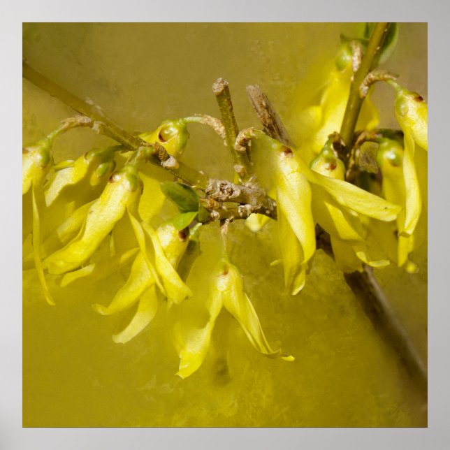Poster Forsythia - Sunshine Springtime (Frente)