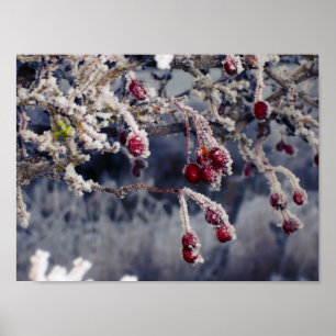 Poster Fosco Berries