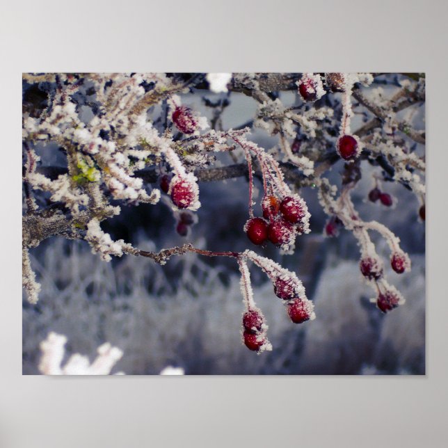 Poster Fosco Berries (Frente)