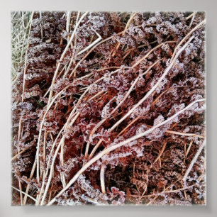 Pôster Fosco fresco morto folhas de inverno