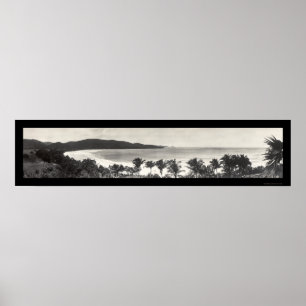 Pôster Foto 1914 do flamingo de Puerto Rico