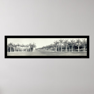 Pôster Foto 1921 de Miami FL das palmas reais