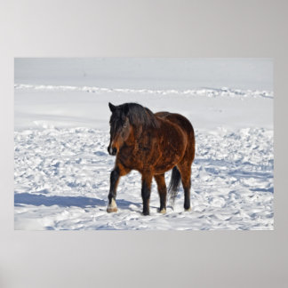 Poster Foto 2 do Equino do Cavalo de inverno da Baía 2