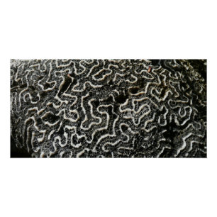 Pôster Foto abstrata da natureza Coral Preto e Branco II