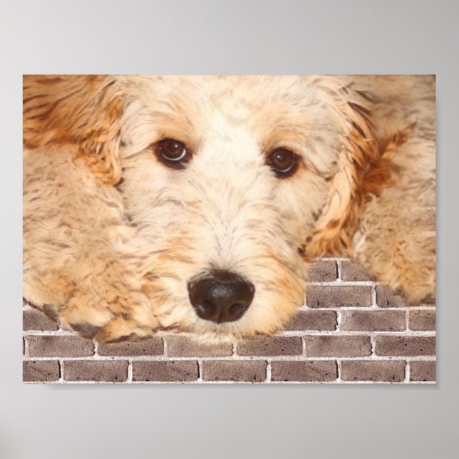 Poster Foto Adorable Dog (Frente)
