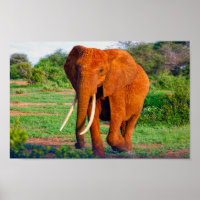 Foto Afro-Elephant Wildlife