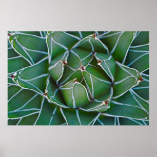 Poster Foto aproximada de planta verde e branca