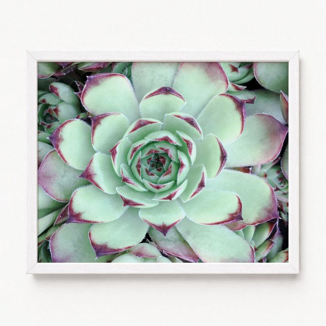 Poster Foto aproximada de suculenta verde claro com roxo (Pale Green with Purple Succulent Close-Up Photo Poster)
