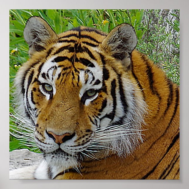 Poster Foto aproximada do rosto de um tigre siberiano (Frente)