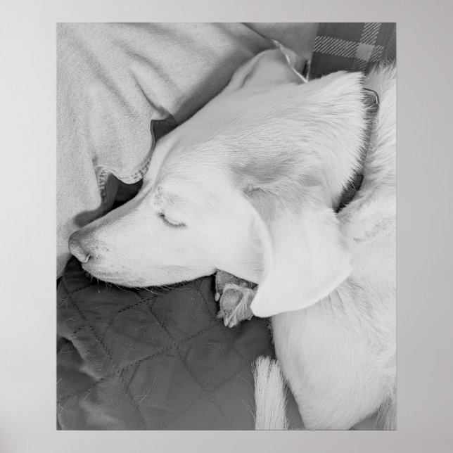Poster Foto B & W de um lindo cão branco dormindo (Frente)