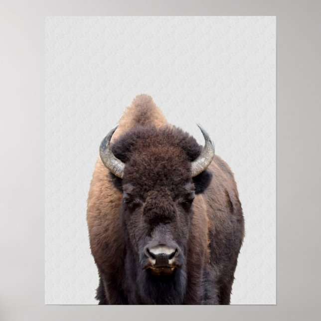 Poster Foto Bison Buffalo 135 (Frente)