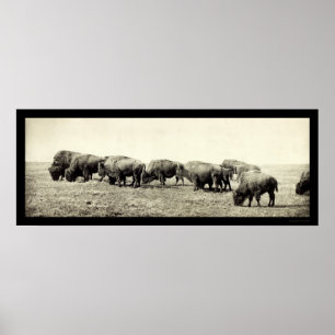 Poster Foto Bison Buffalo Americano 1906