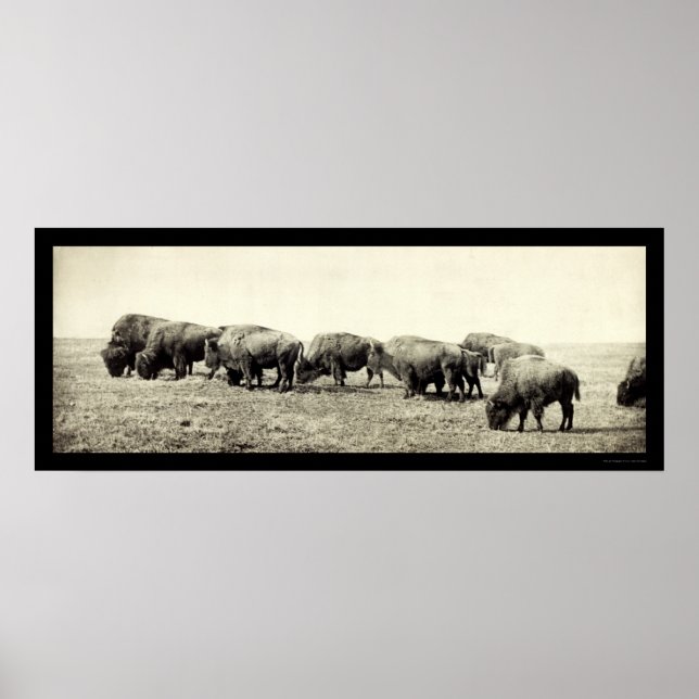 Poster Foto Bison Buffalo Americano 1906 (Frente)