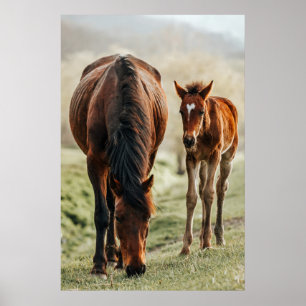 Poster Foto bonito do Foto do Foto do Foto de Cavalo