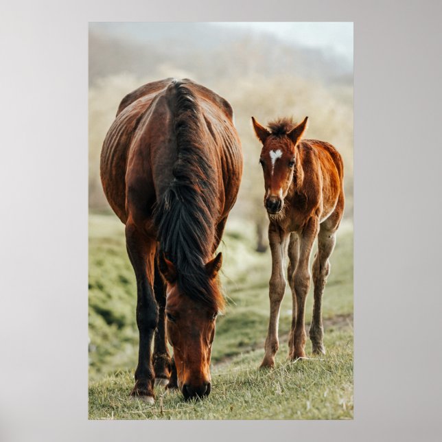 Poster Foto bonito do Foto do Foto do Foto de Cavalo (Frente)