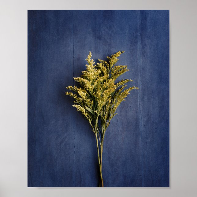 Poster Foto Botânica Rustic Yellow Goldenrod (Frente)