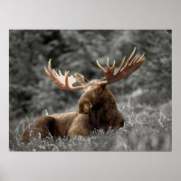 Foto Branca de Moose Preta, Russo Monocromático