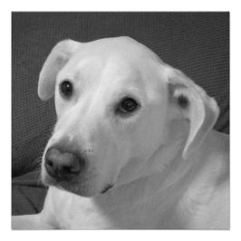 Pôster Foto branca e negra de um lindo cão com alma