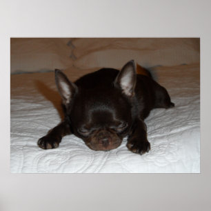 poster foto chihuahua chiot marron endormi