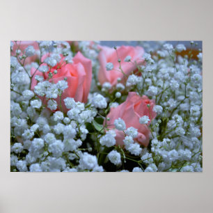 Poster Foto cor-de-rosa dos rosas
