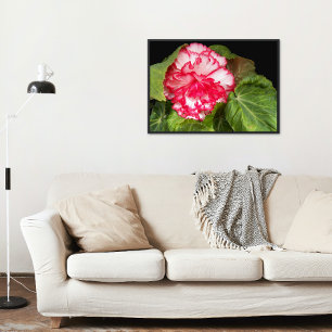 Pôster Foto cor-de-rosa e Begonia branca Brilhante