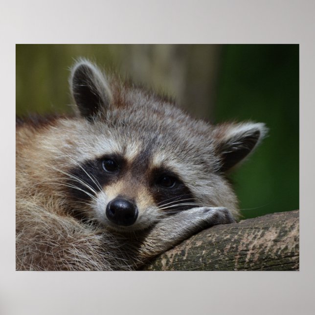 Poster Foto Cute Sleepy Raccoon (Frente)