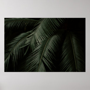 POSTER FOTO DA ÁRVORE DE COCONUTA VERDE