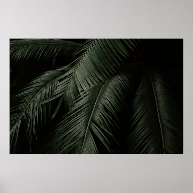 POSTER FOTO DA ÁRVORE DE COCONUTA VERDE (Frente)