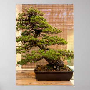 Poster Foto da árvore do pinheiro branco japonês Bonsai