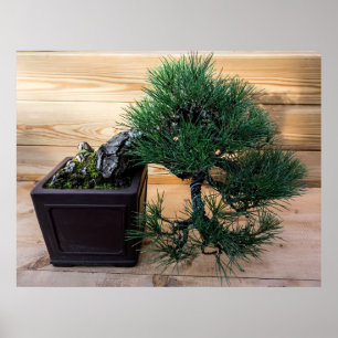 Poster Foto da árvore do pinheiro preto japonês Bonsai