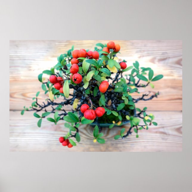 Poster Foto da árvore Pyracantha Bonsai (Frente)