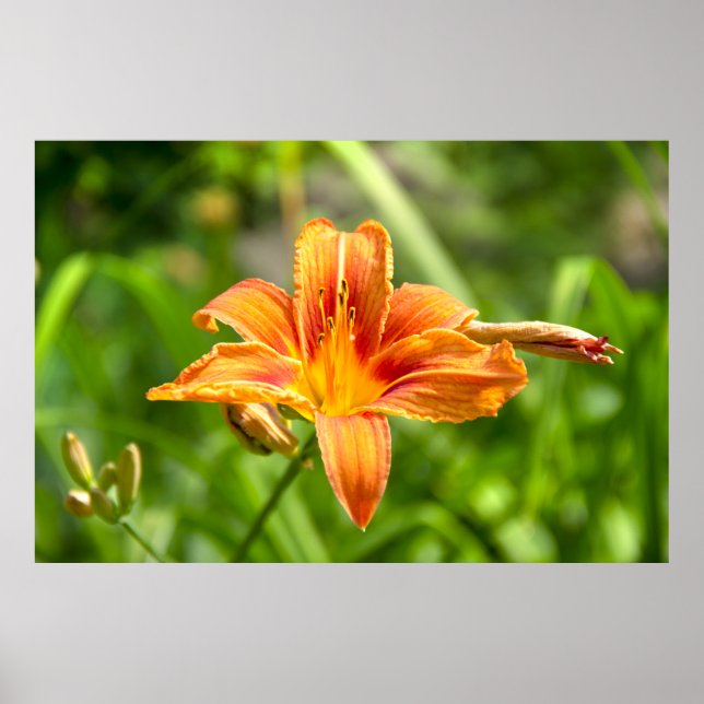 Poster Foto da flor de Lírio grande e fofa (Frente)