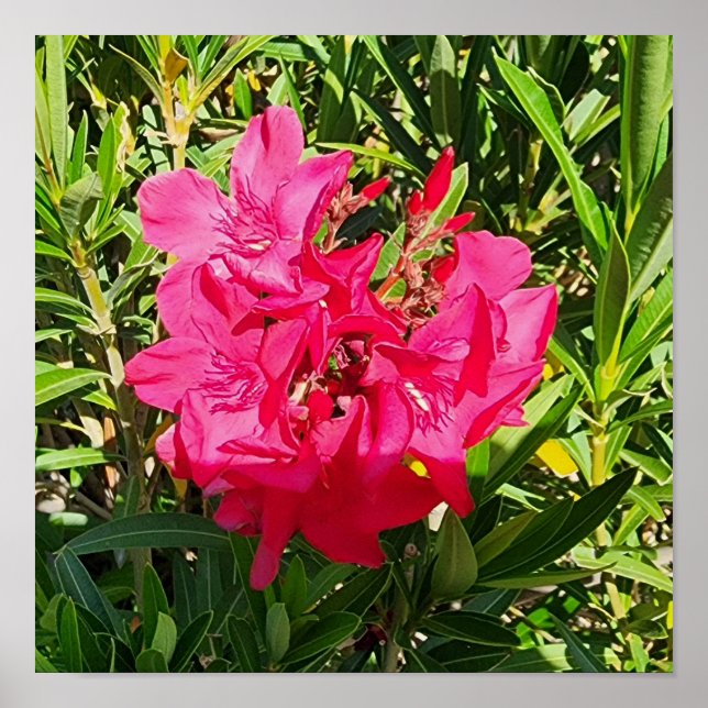 Poster Foto da Flor de Oleander Rosa (Frente)