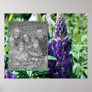 Poster Foto da Flor do Lupine Roxo