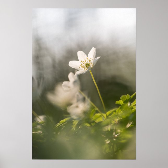 Poster Foto da natureza da flor branca (Frente)