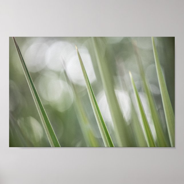 Poster Foto da natureza da planta verde (Frente)