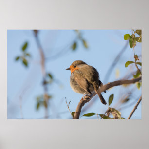 Poster Foto da Natureza de um Robin