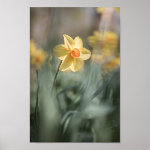 Poster Foto da natureza do Daffodil do Flor Amarelo