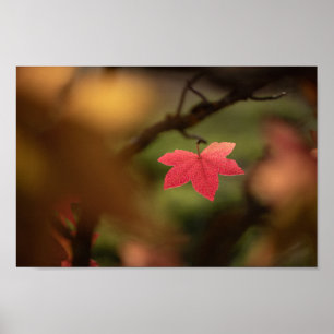 Poster Foto da Natureza do Folheto Vermelho