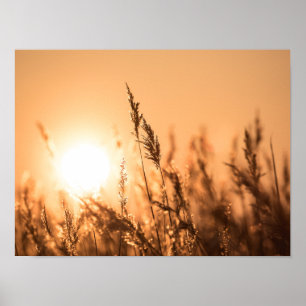 Poster Foto da natureza do Sunset Reed