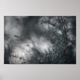 Poster Foto da Natureza Floral Juniper Dark Moody