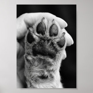 Poster Foto da Pata Personalizada 5 por 7 Lembrança de Pe