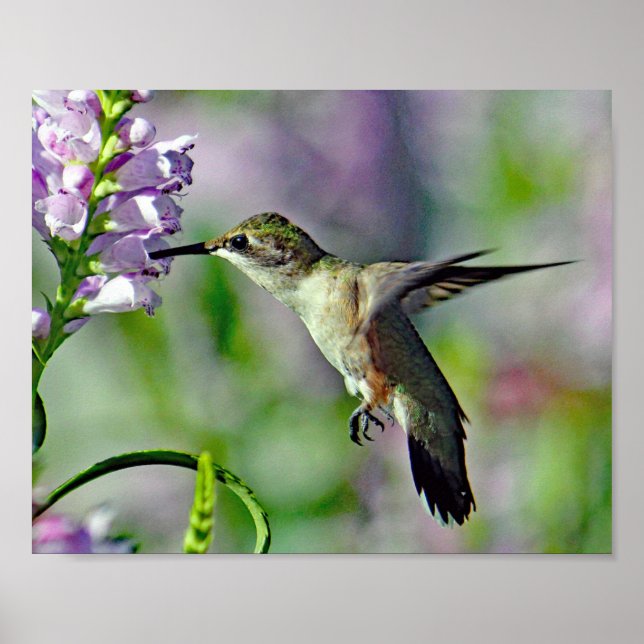 Poster Foto da Vida Selvagem Floral Rosa Hummingbird (Frente)